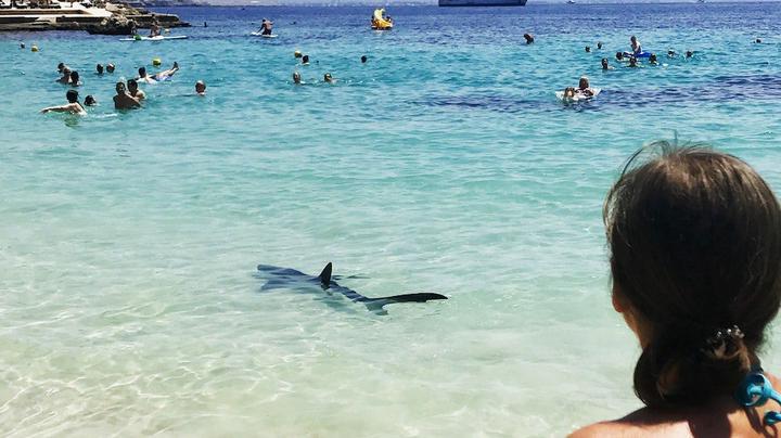 Rote Fahne! Hai-Alarm vor spanischer Urlaubsinsel! Rettungsschwimmer schlagen Alarm